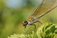 Calopteryx haemorrhoidalis